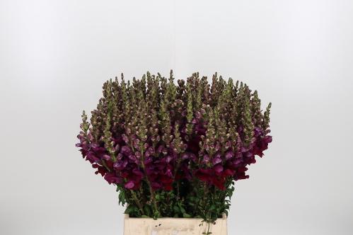 Antirrhinum majus 'Potomac Red'