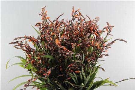 Crocosmia 'Emily Mckenzie'