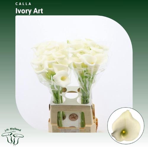 Zantedeschia Ivory Art