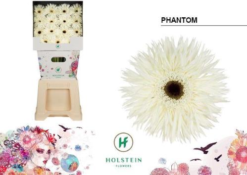 Gerbera grootbloemig 'Phantom'