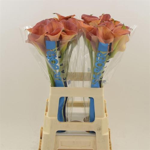 Zantedeschia 'Sunset Passion'