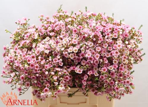 Chamelaucium 'Choir Girl'