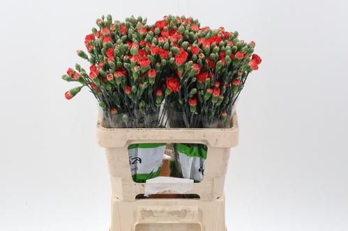 Dianthus tros overig