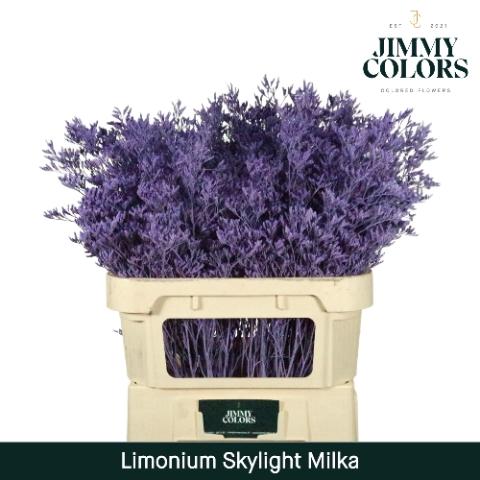 Limonium overig kleurbehandeld H%