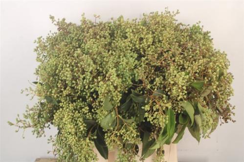 Ligustrum overig met bes