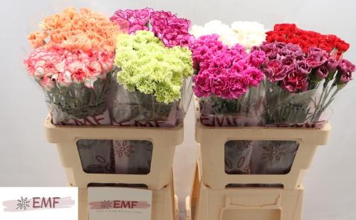 Dianthus standaard gemengd in fust