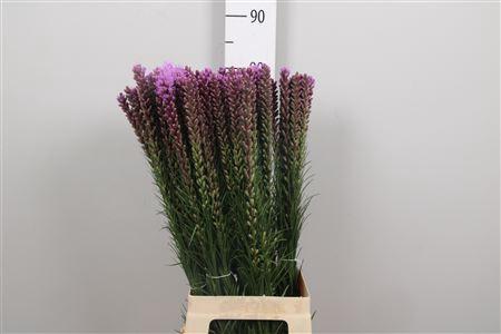 Liatris spicata