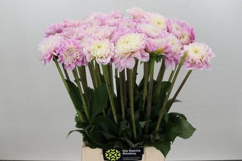 Dahlia Ball Grp 'Sweet Love'