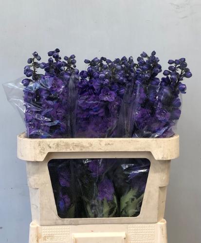 Delphinium Elatum Grp dubbelbloemig 'Christel'