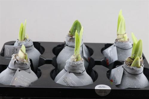 Hippeastrum bol gewaxt H%