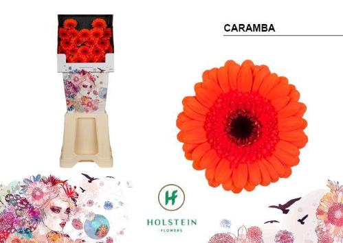 Gerbera mini 'Caramba'