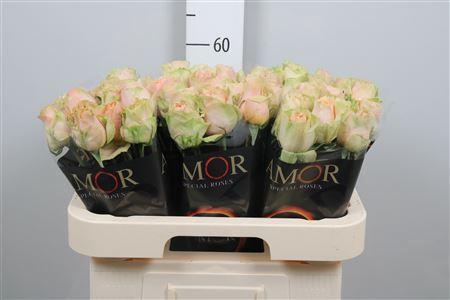 Rosa grootbloemig G-Force