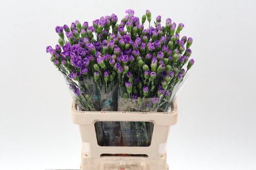 Dianthus tros Florigene Moonberry