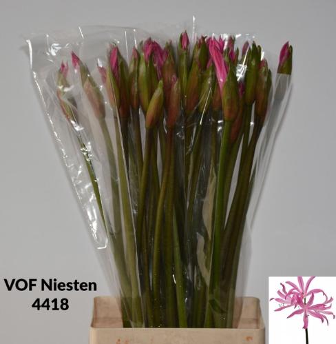 x Amarine Belladiva Donker Roze