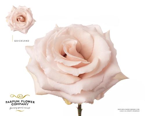 Rosa grootbloemig Quicksand