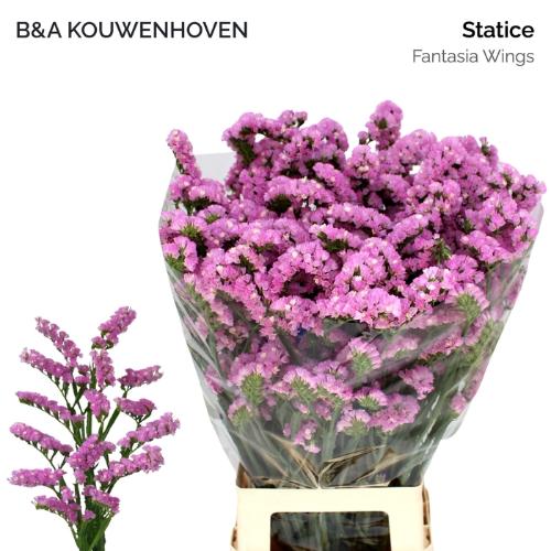 Limonium sinuatum Fantasia Wings