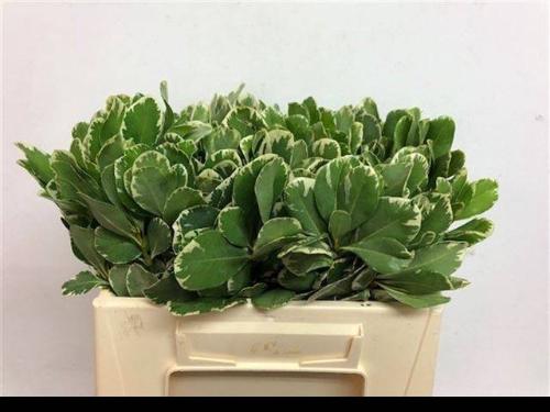 Pittosporum 'Ilan'
