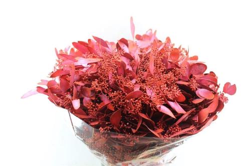 Eucalyptus kleurbehandeld per bos H%