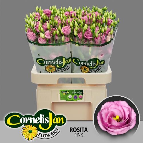 Eustoma russellianum gevuldbloemig 'Rosita Rose Pink'