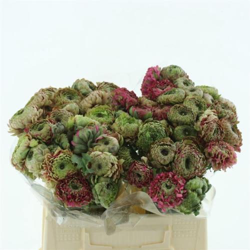 Ranunculus asiaticus Pon-Pon Fanny