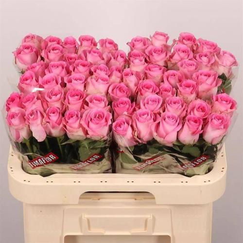 Rosa grootbloemig Revival