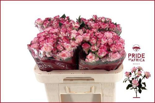 Rosa tros Reflex