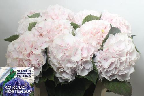 Hydrangea macrophylla 'Sweet Verena'