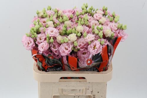 Eustoma russellianum gevuldbloemig  'Celebrich Queen'
