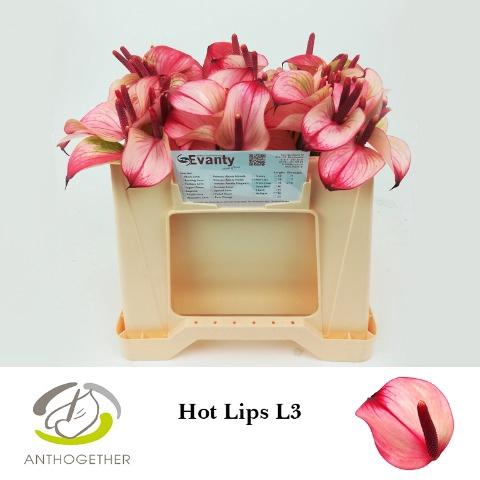 Anthurium Princess Amalia Hot Lips