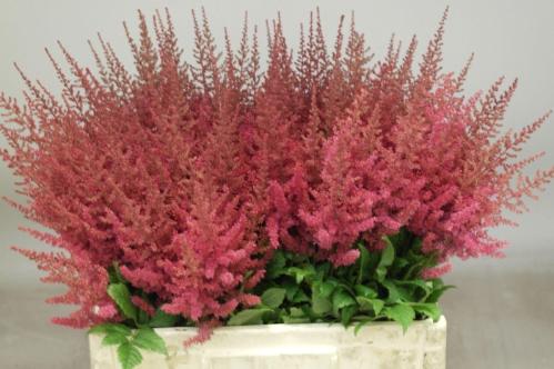 Astilbe Arendsii Grp 'Else Schluck'