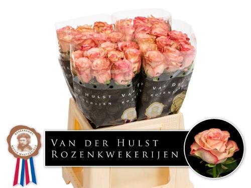 Rosa grootbloemig Aprikola