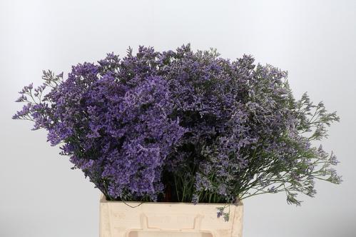 Limonium Safora Classic Blue