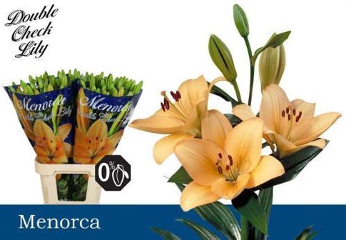 Lilium Longiflorum x Aziatische Grp 'Menorca'