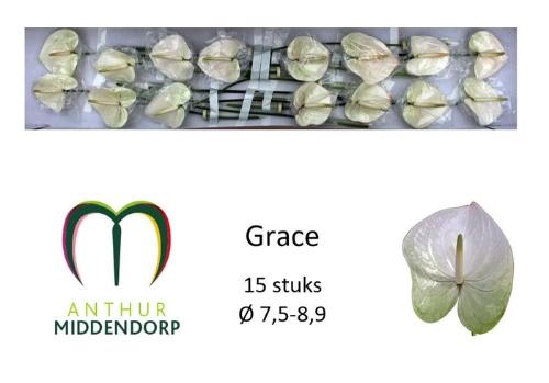 Anthurium Andreanum Grp 'Grace'