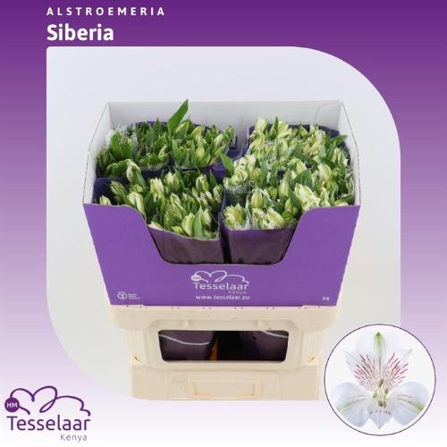 Alstroemeria Siberia