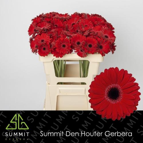 Gerbera mini 'Black Tie'