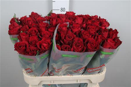 Rosa grootbloemig Ever Red