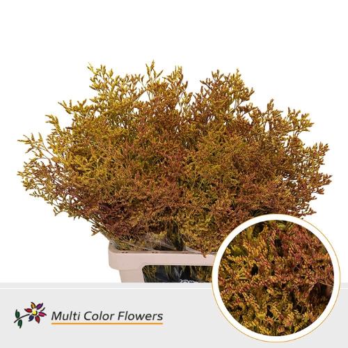 Limonium overig kleurbehandeld H%