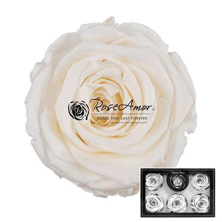 Rosa grootbloemig kleurbehandeld H%