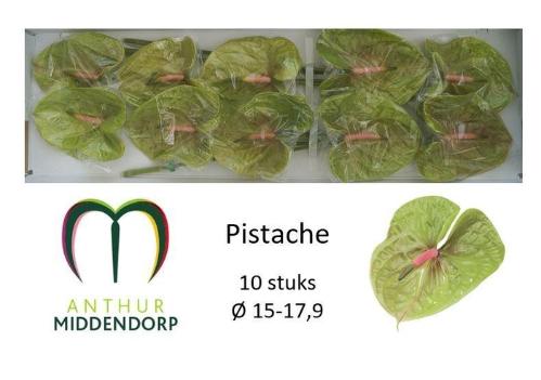 Anthurium Andreanum Grp Pistache