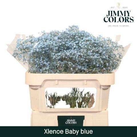 Gypsophila overig kleurbehandeld H%