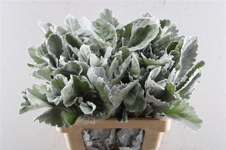 Senecio cineraria 'New Look'