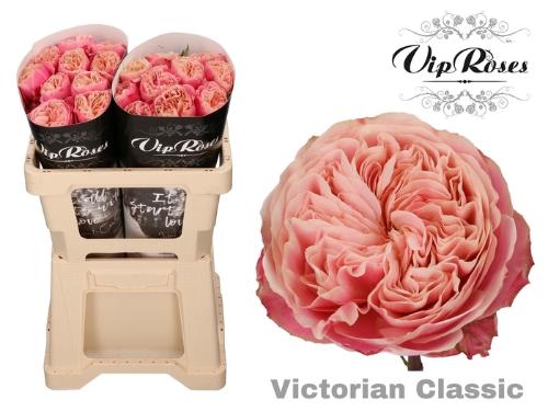 Rosa grootbloemig Victorian Classic@