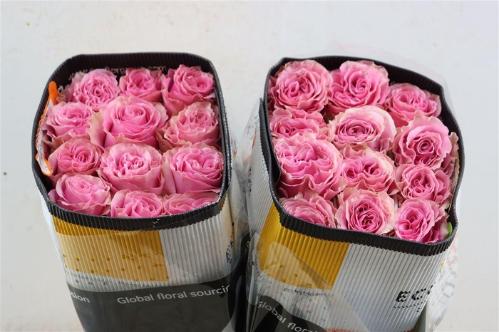 Rosa grootbloemig overig