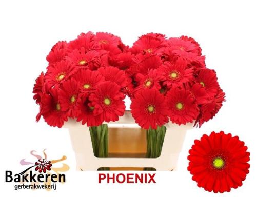 Gerbera mini Phoenix