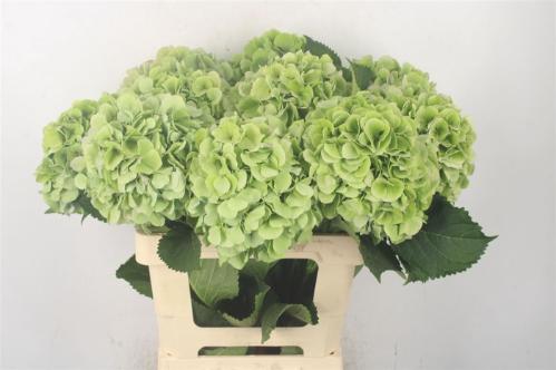 Hydrangea macrophylla 'Verena' (blauw classic)