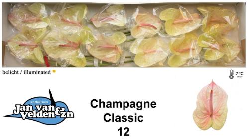 Anthurium Andreanum Grp Champagne