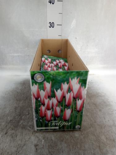 Tulipa (bol)
