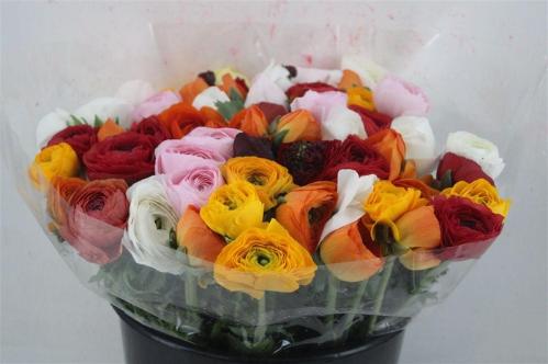 Ranunculus overig