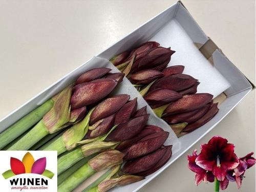 Hippeastrum Galaxy Grp Daphne